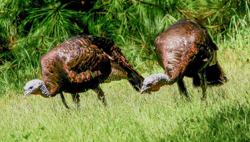 Turkeys