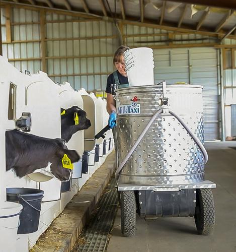 Missy Weisensel feeds calves