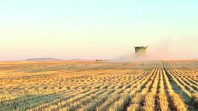 Wheat