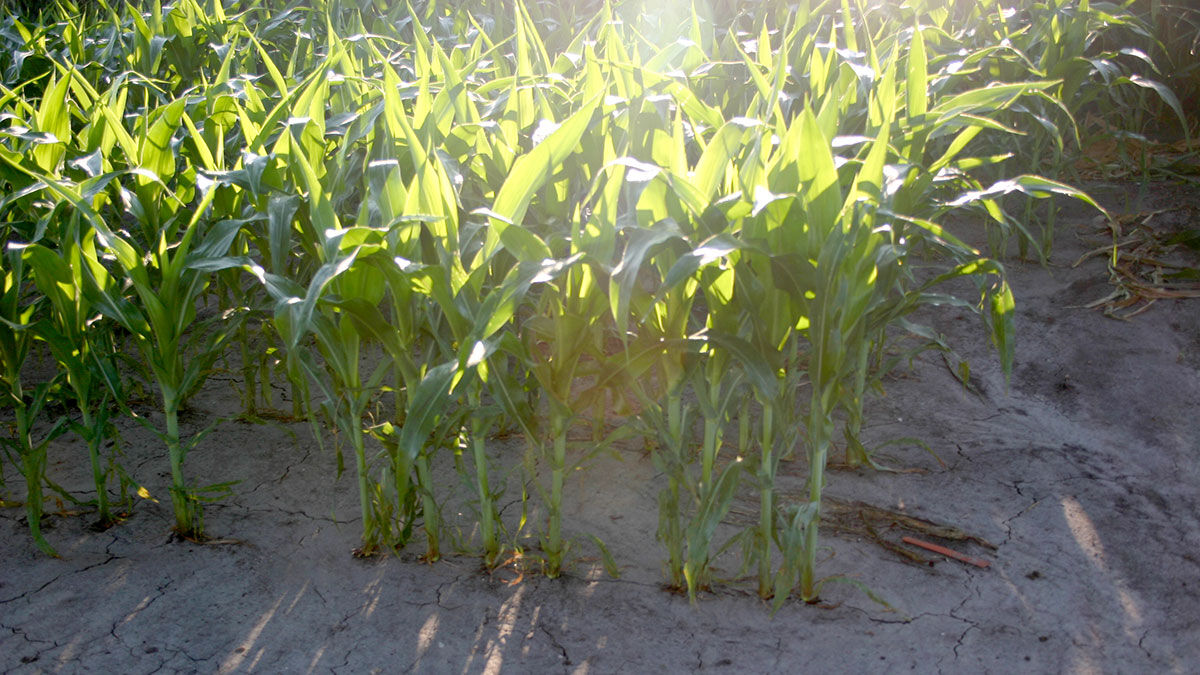 Short corn dry conditions