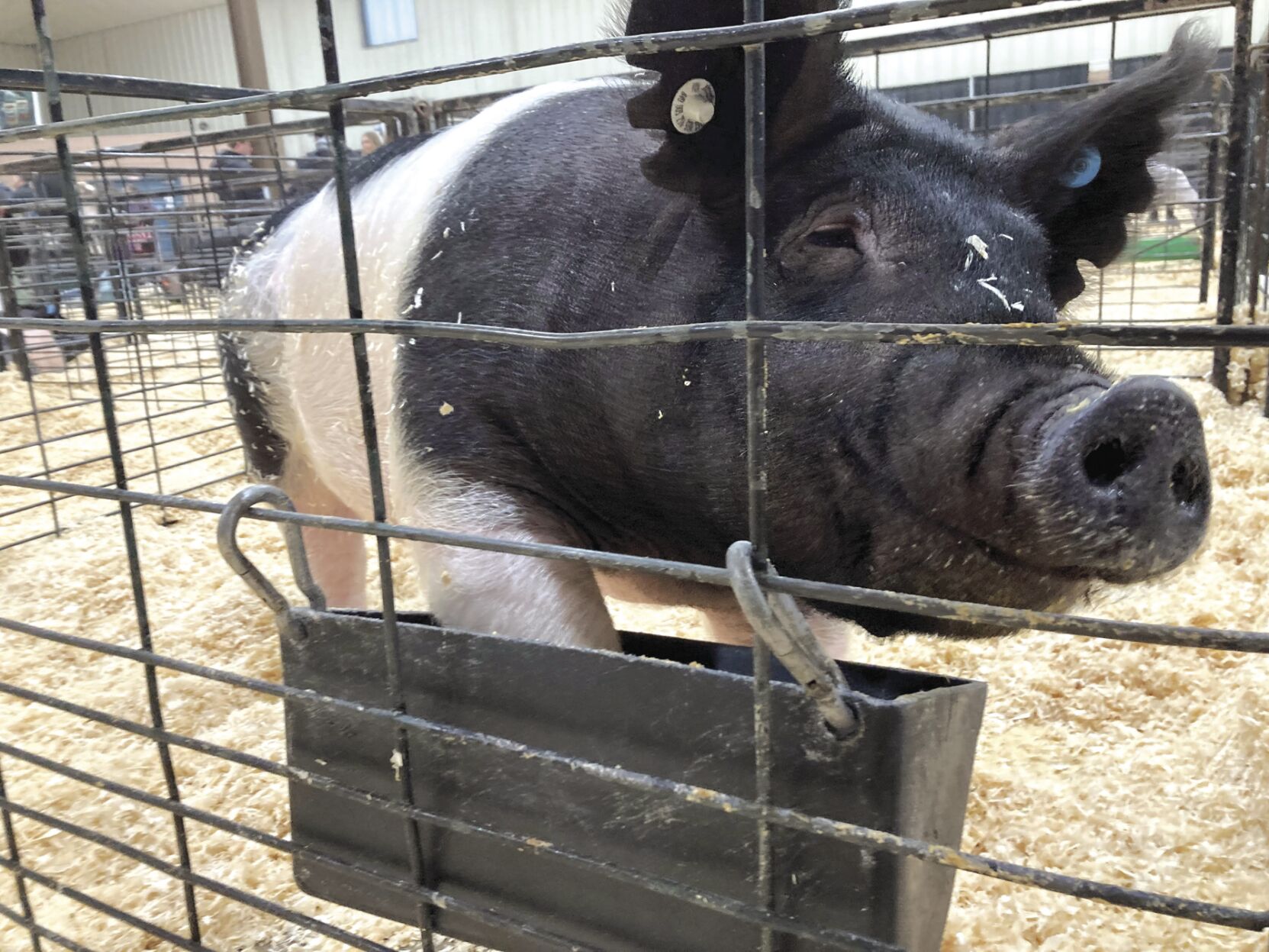 Sioux Empire Livestock Show 2023-3.jpg