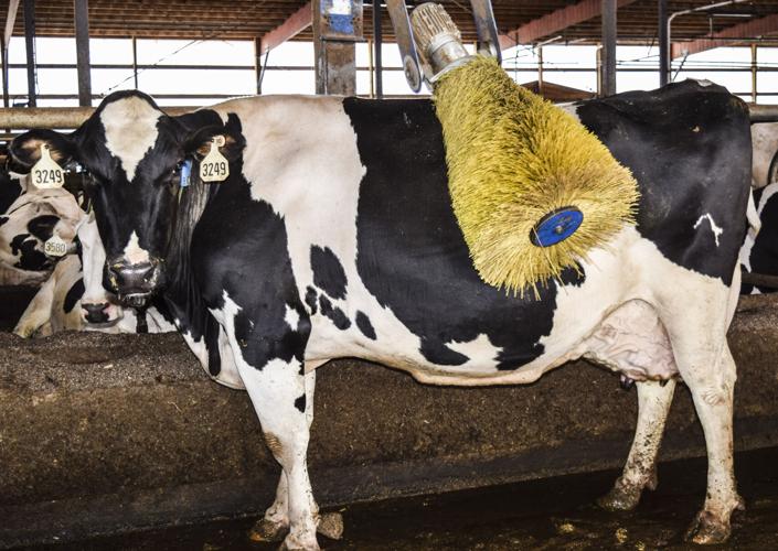 Cow with rotating brush