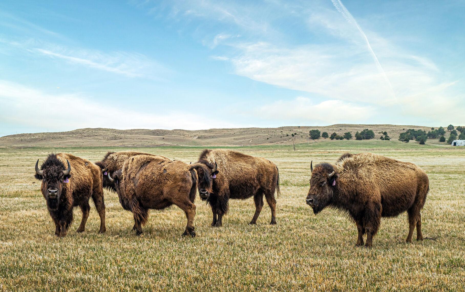 The regenerative Wolakota Buffalo Range brings back bison Feast and