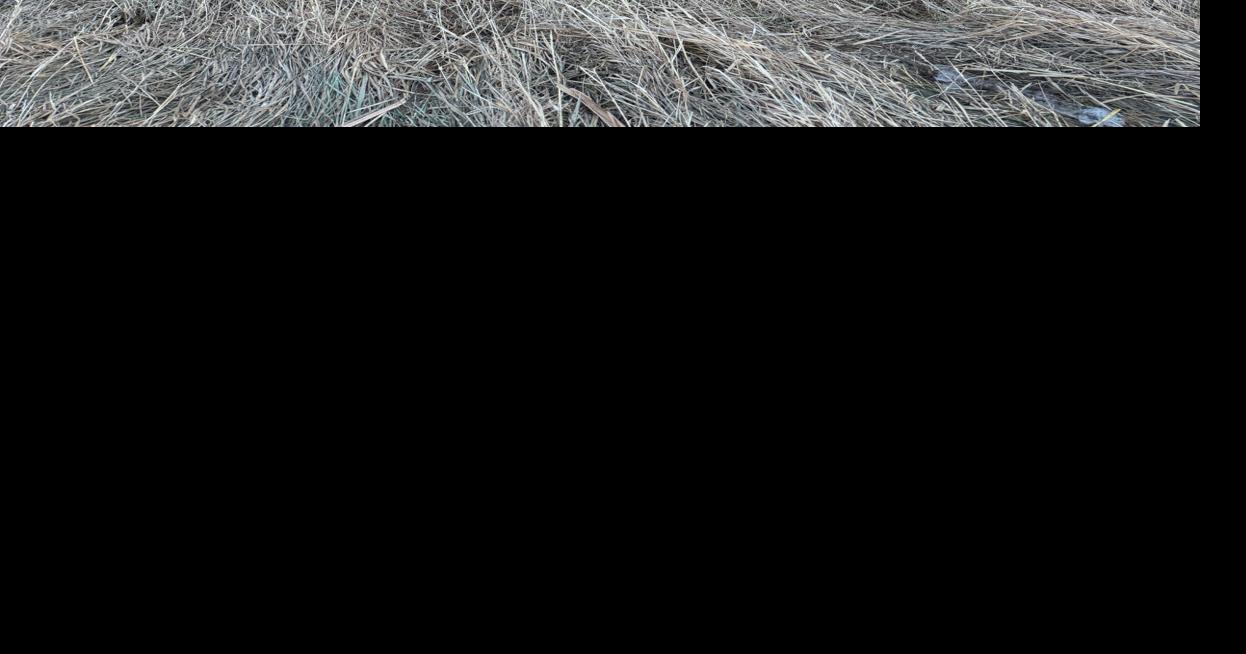 Mason and Hannah's bulls at the sale