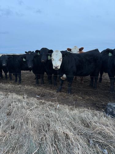 Mason and Hannah's bulls at the sale