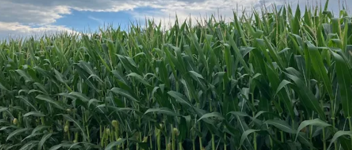 Minnesota corn
