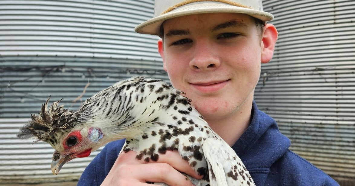 Flock to the fair: Curlew teen prepares to bring 40 chickens to Clay County Fair