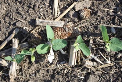 Small Soybeans