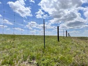 Niobrara bison 4.jpg