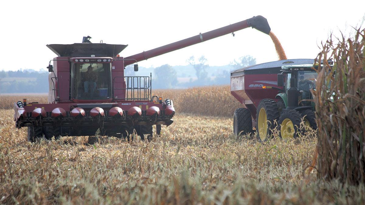 Bruce Busing harvests corn