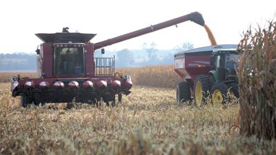 Bruce Busing harvests corn