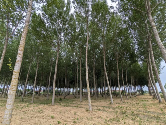 Poplar plantation
