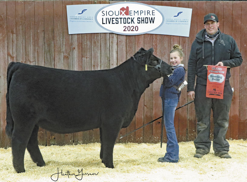 Champion breeding heifer