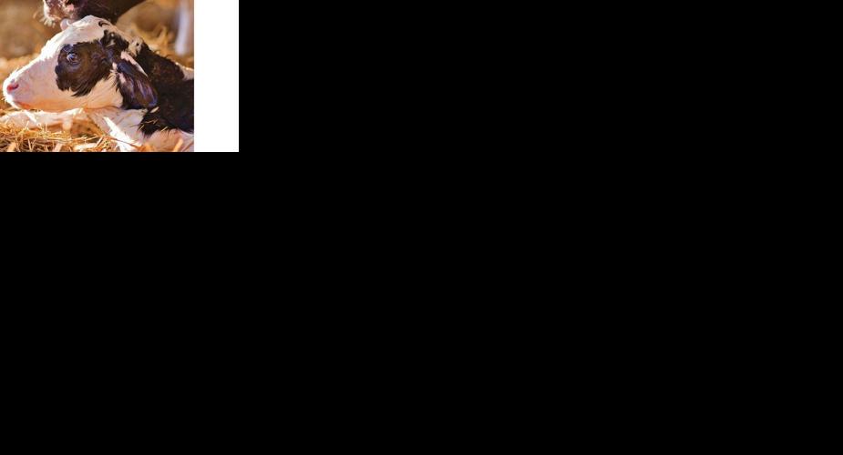 bovine respiratory disease calf
