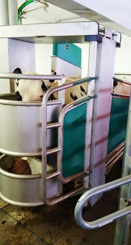 Cow in GEA robot