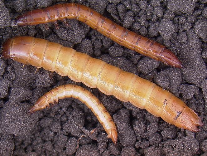 Now is the time to scout for wireworms, cutworms in the fields