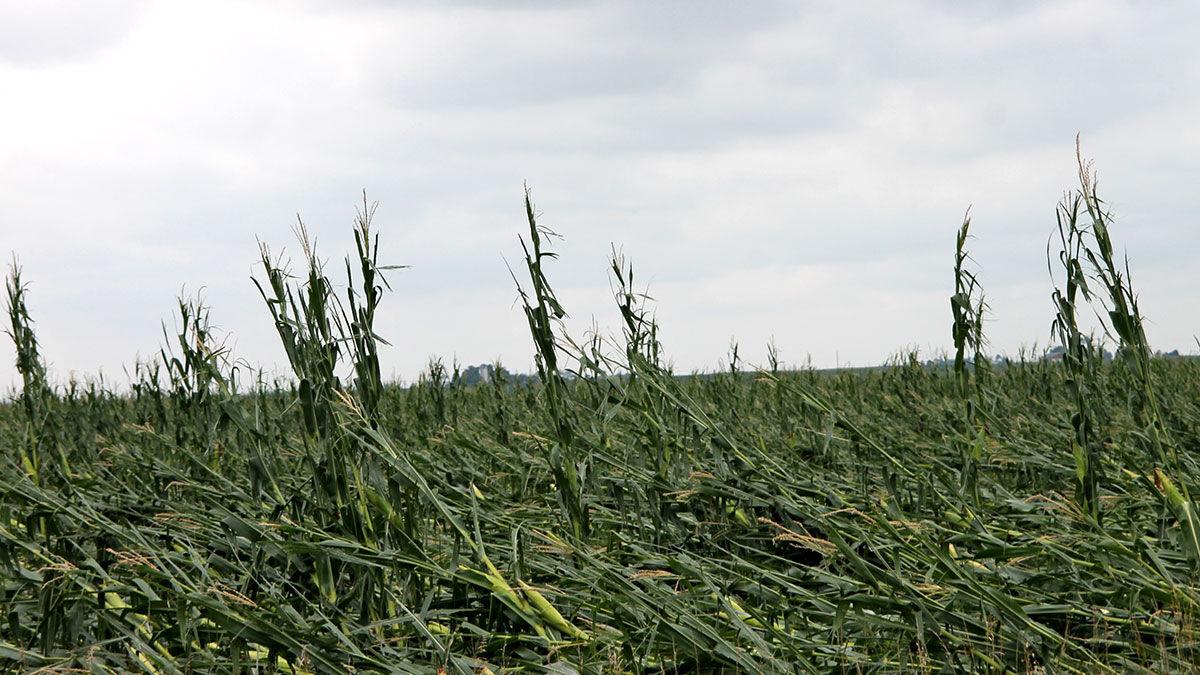 derecho damaged corn