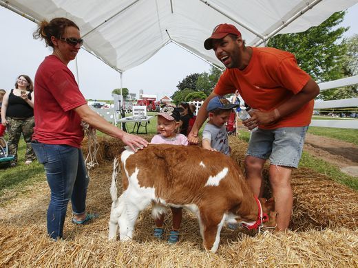 Visitors pet calf