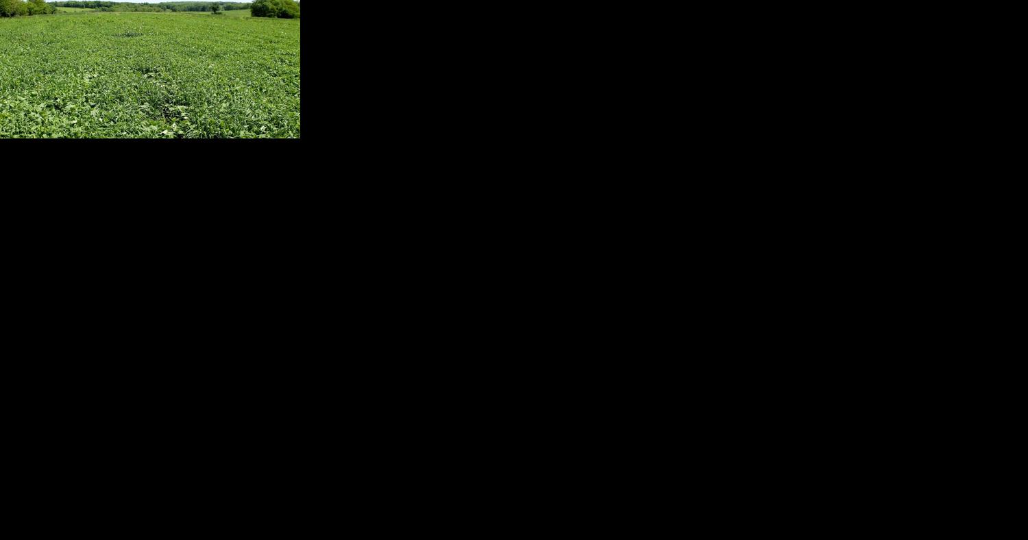 Farmers weigh costs of cover crops - Vimarsana News