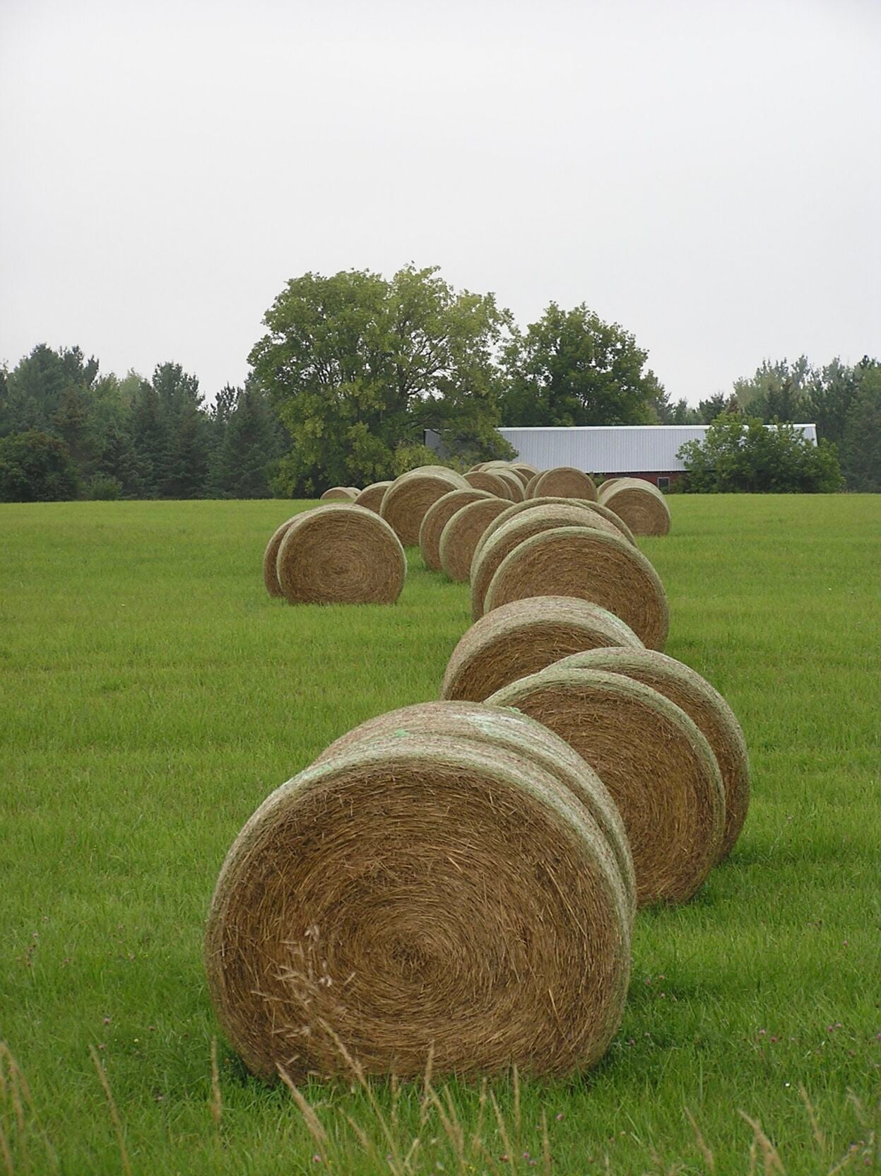 Hay bales