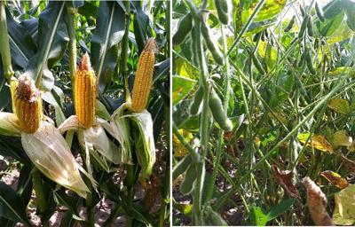 corn and soybeans comparison