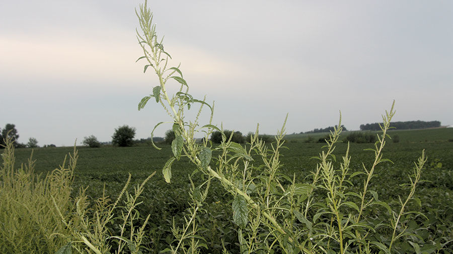Waterhemp weed with field