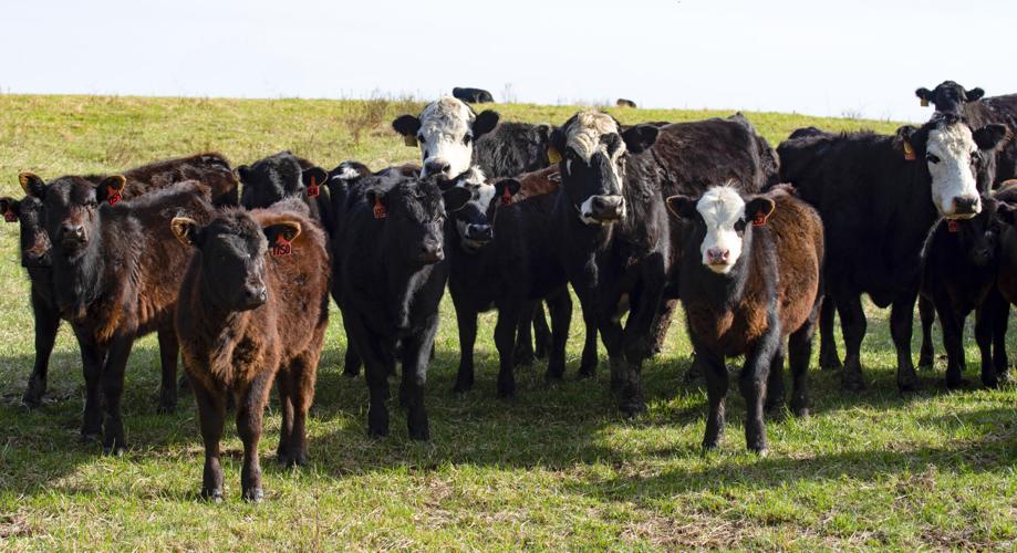 Beef calves in field