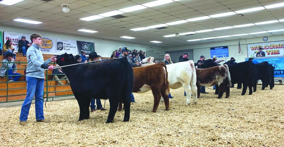 WWFS heifers - worked.jpg