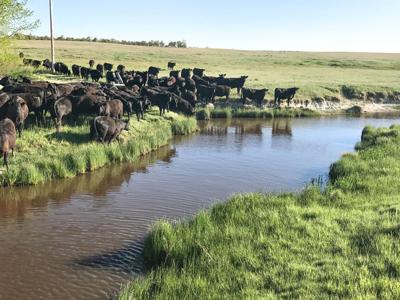 Ingalls cattle