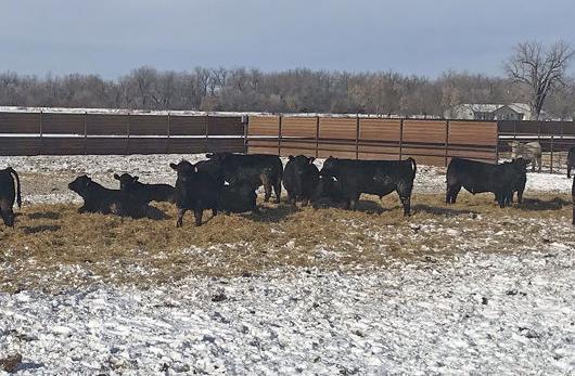 Clear Creek Angus