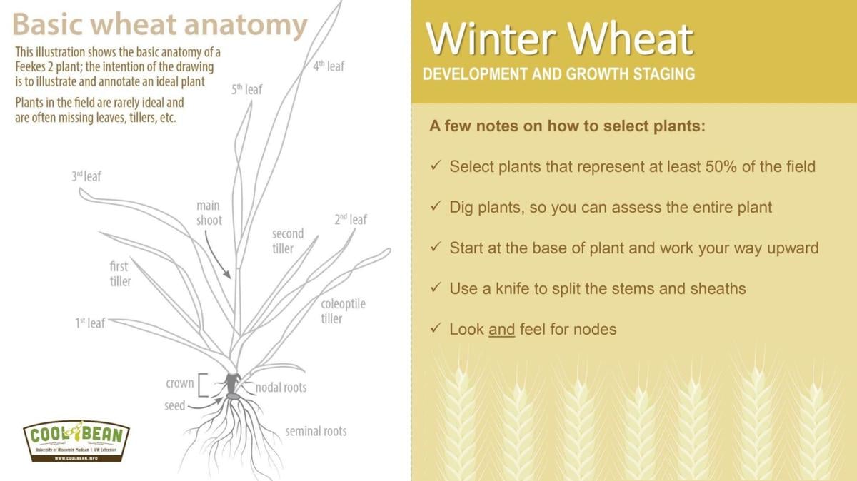 Basic wheat anatomy