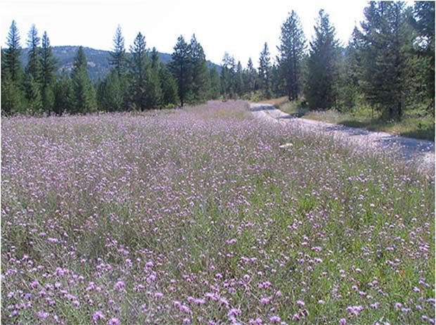 spotted knapweed