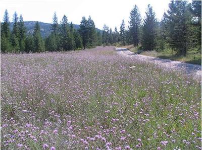 spotted knapweed