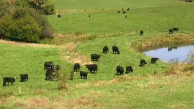 Cattle near pond