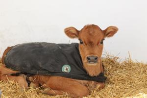 Amo Creamery (61).JPG