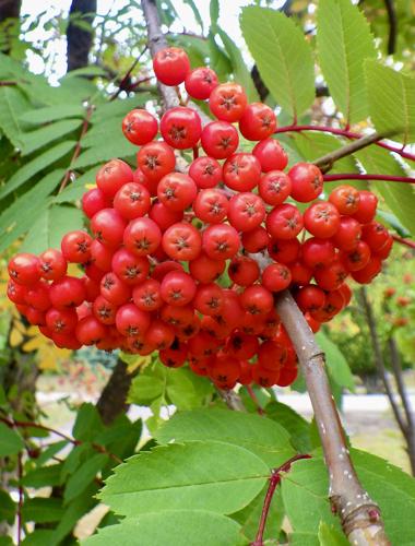 Berries