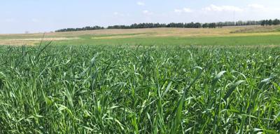 Winter Rye Farm Winter rye needs quick harvest