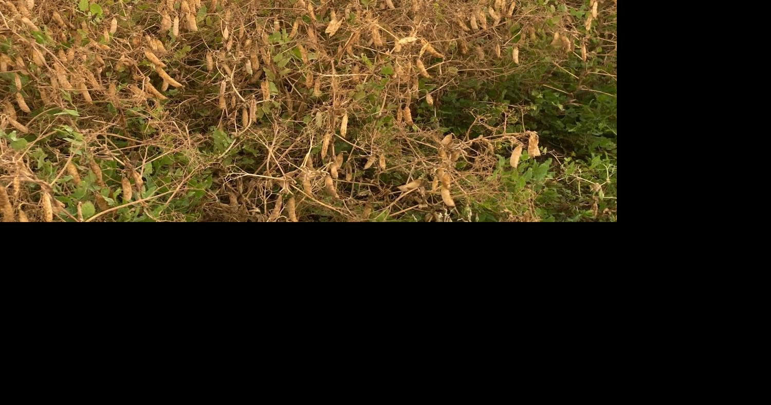 Columbia Grain Pulse Processing Plant holds grand opening in Valley City