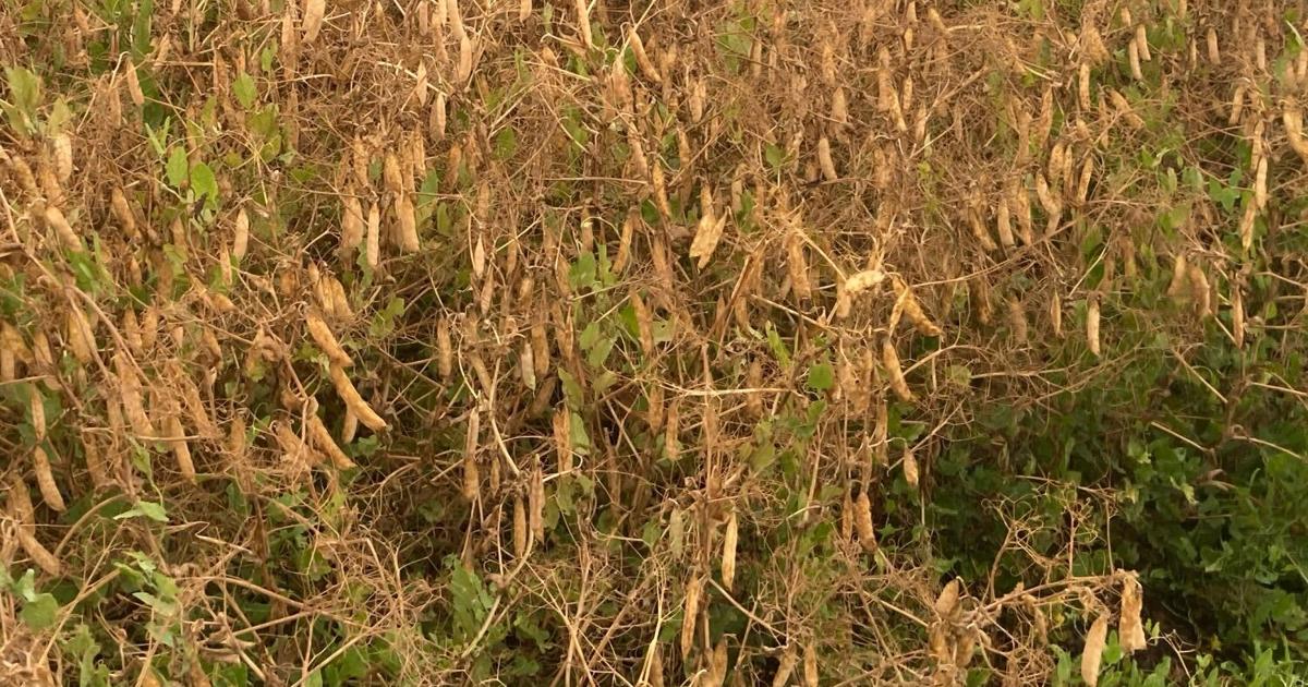 Columbia Grain Pulse Processing Plant holds grand opening in Valley City