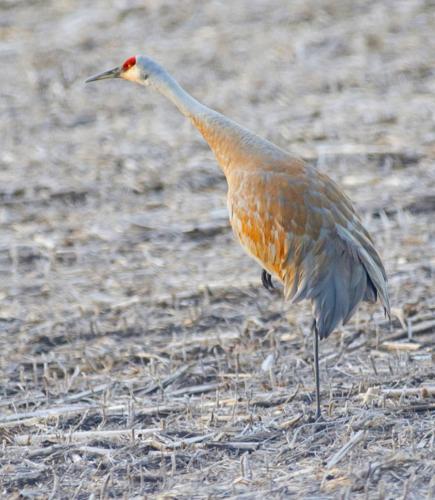 Sandhill crane