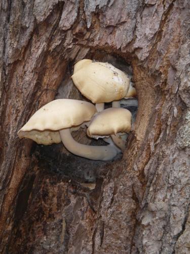 Mushrooms