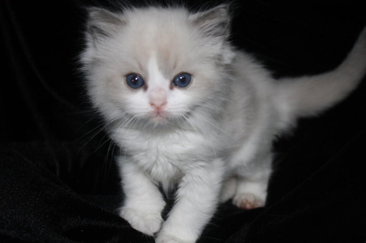 Ragdoll Cats Purr Fect Vocation Livestock Agupdate Com
