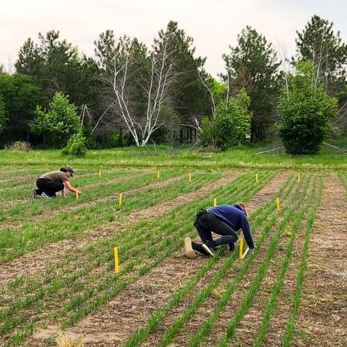 Crops emerging as climatologist predicts wet summer - Vimarsana News