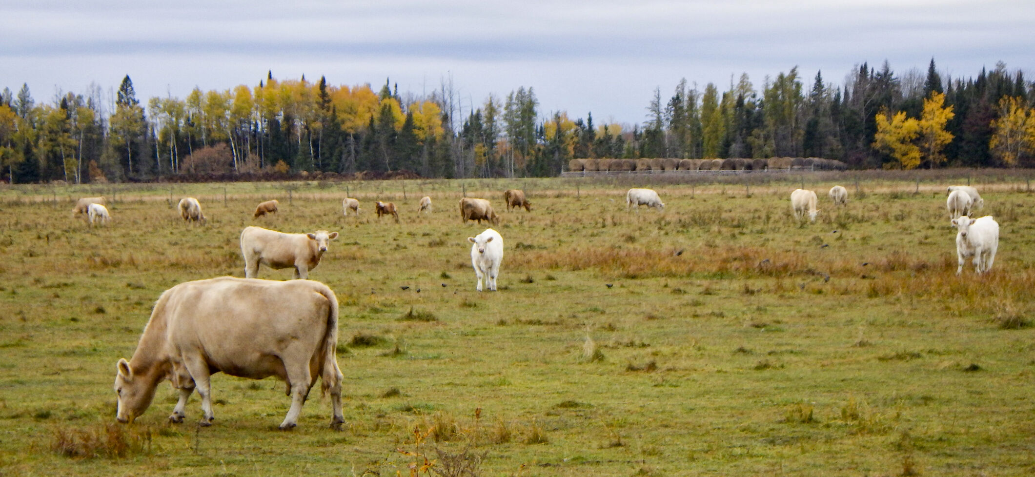 Cattle in field