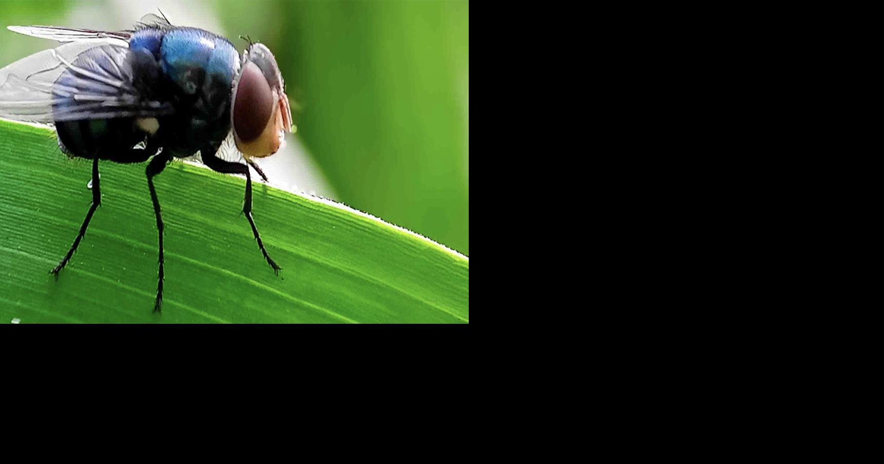 New World screwworm fly