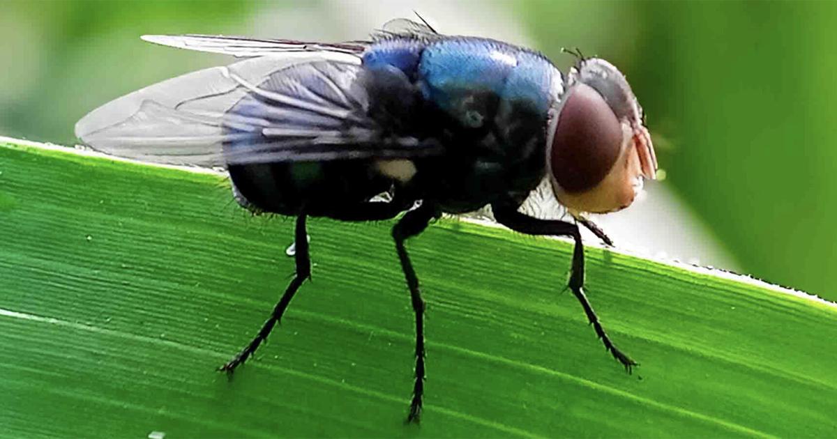 New World screwworm fly