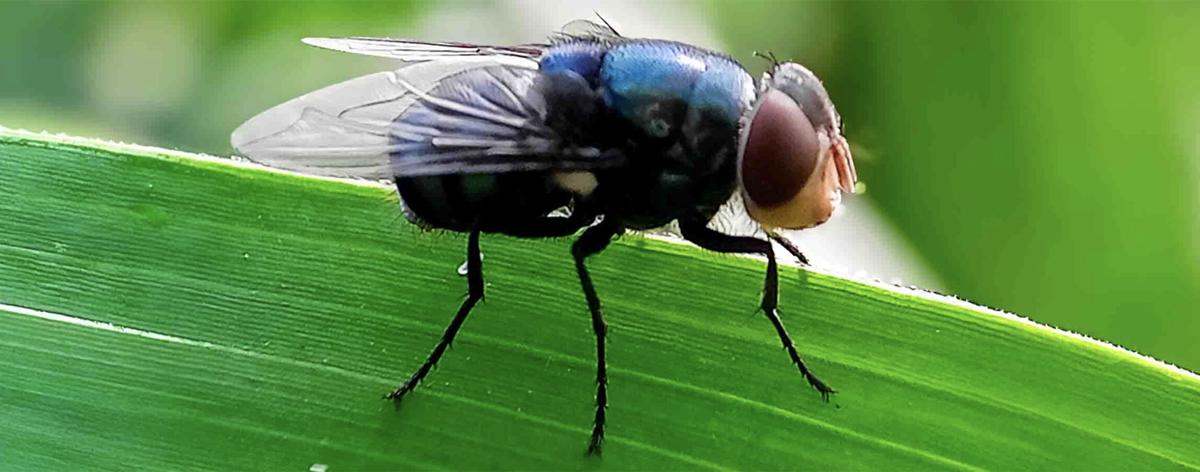 New World screwworm fly