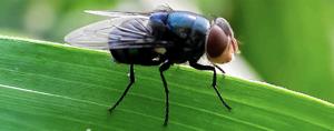 Screwworm nightmare hits us
