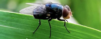 New World screwworm fly