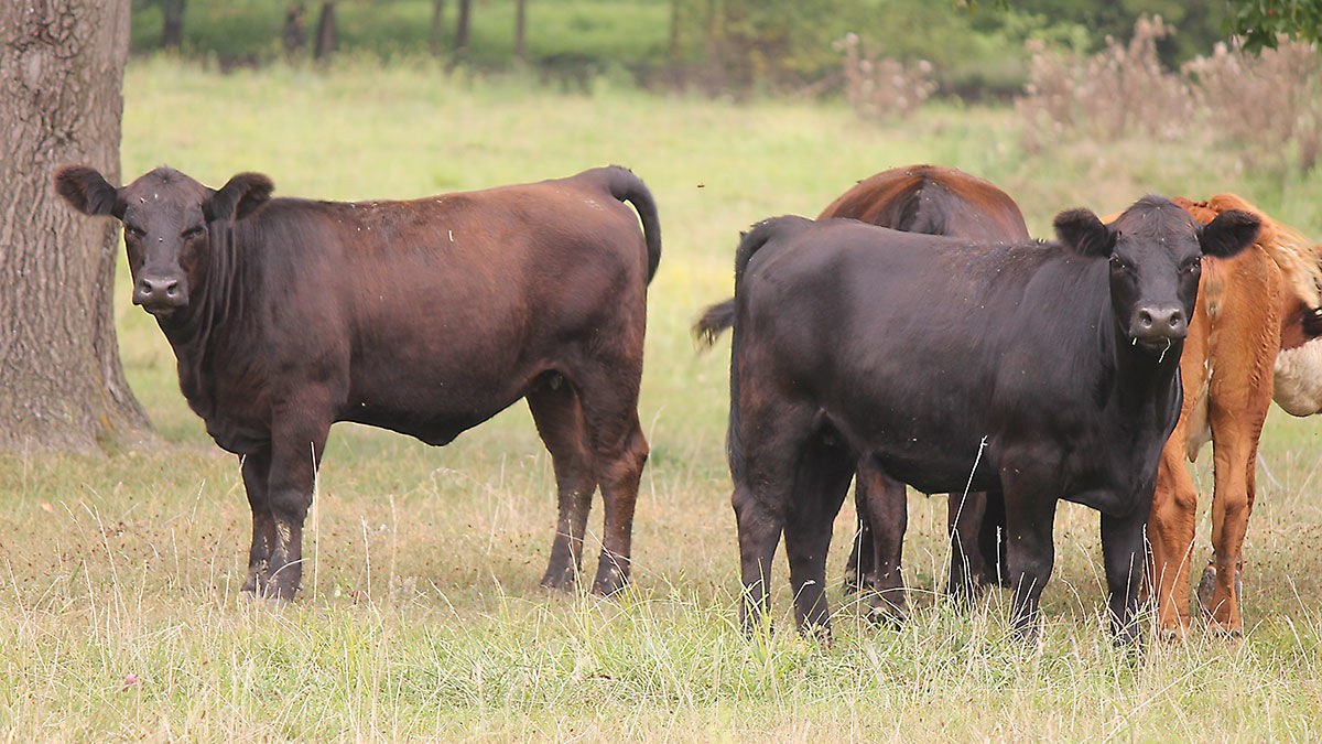 Cows graze on a pasture in Franklin County, Ill.